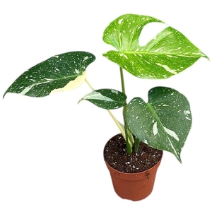 Monstera deliciosa 'Thai Constellation'