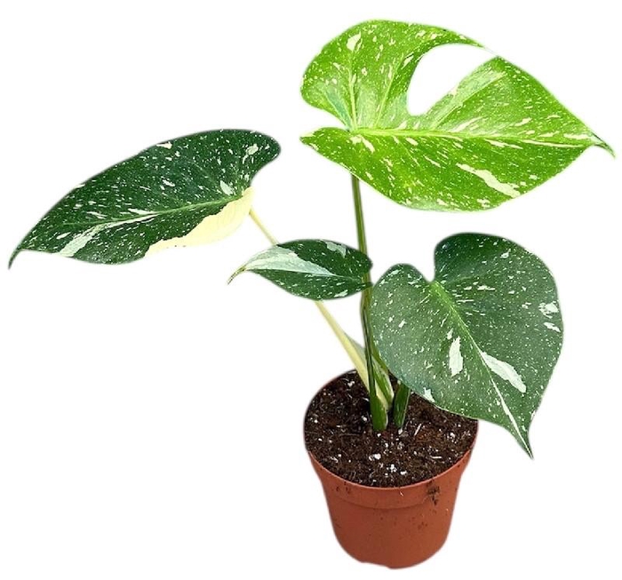 <h4>Monstera deliciosa 'Thai Constellation'</h4>