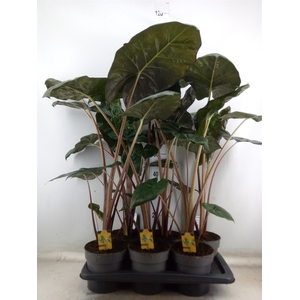Alocasia saraw. 'Yucatan Princess'