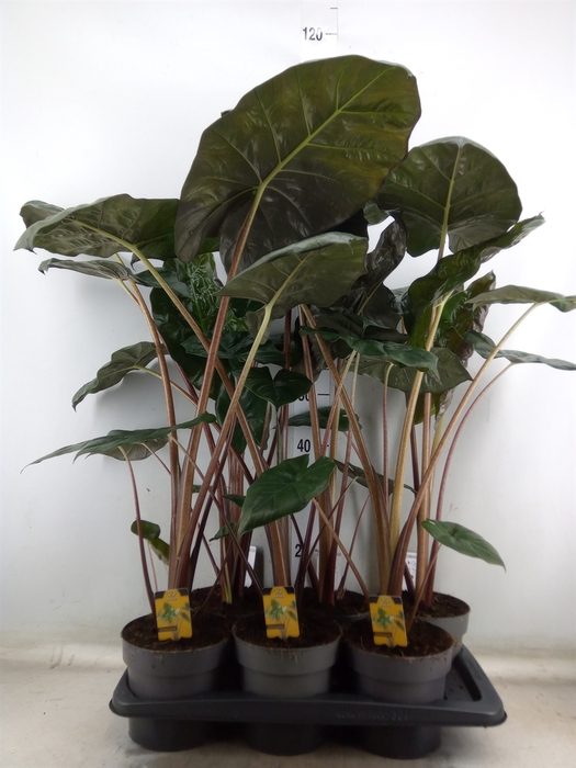 <h4>Alocasia saraw. 'Yucatan Princess'</h4>