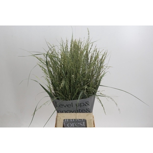 Panicum Dewey Blue