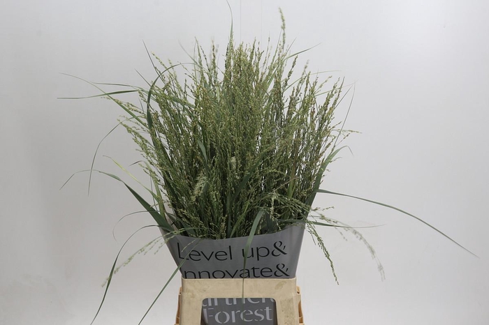 Panicum Dewey Blue