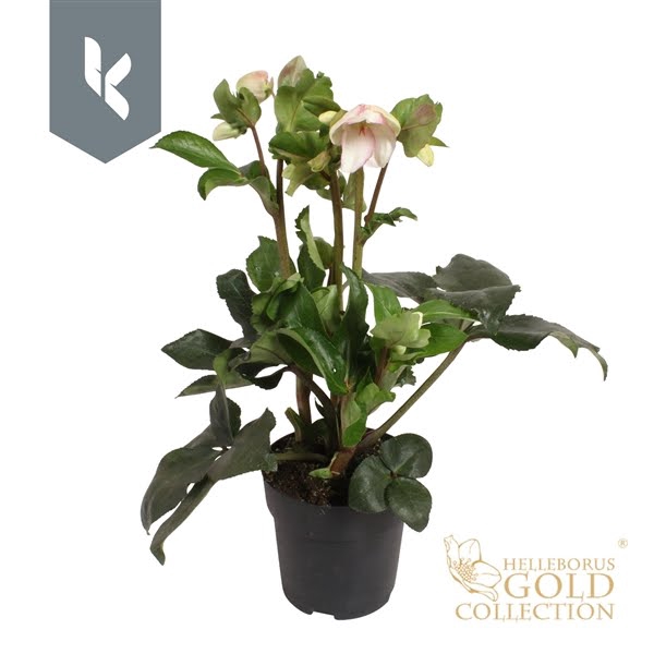 <h4>HGC Helleborus Ice N Roses Picotee</h4>