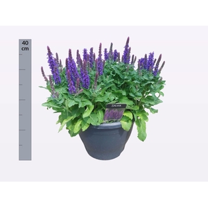 SALVIA NE SE DP BLUE