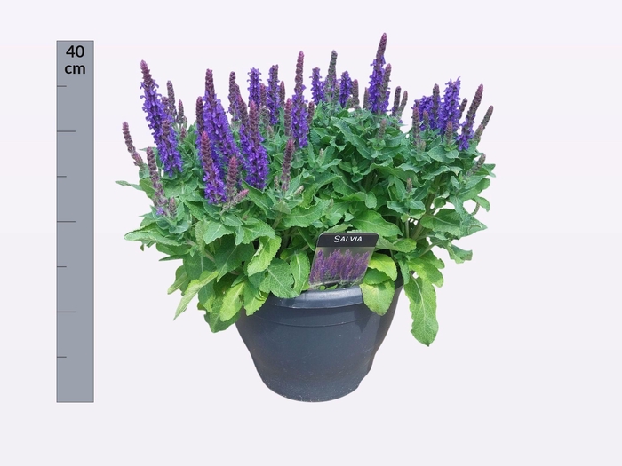 <h4>SALVIA NE SE DP BLUE</h4>