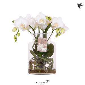 Kolibri Orchids Phalaenopsis Roots white in glas stolp transp.