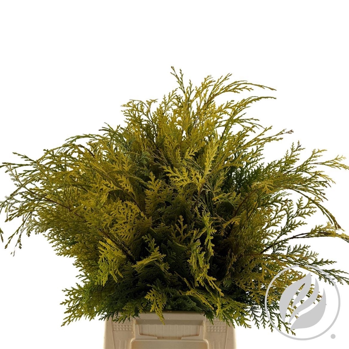 <h4>Conifeer Yellow</h4>