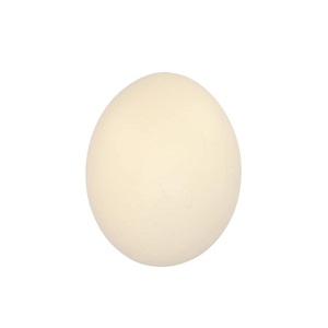 Eggs Struisvogels Naturel P/1 Nm