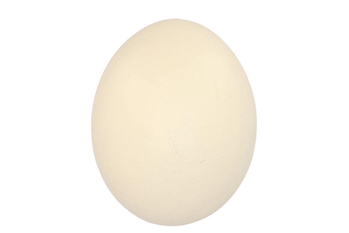 <h4>Eggs Struisvogels Naturel P/1 Nm</h4>