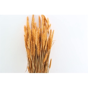 Dried Triticum X5 Frosted Orange Bunch