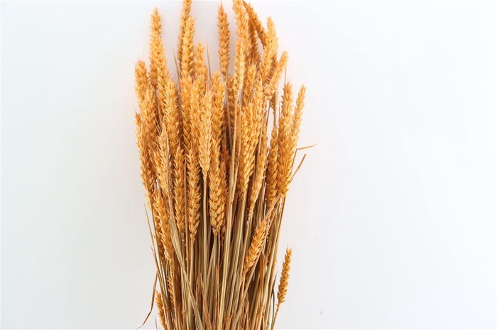 <h4>Dried Triticum X5 Frosted Orange Bunch</h4>