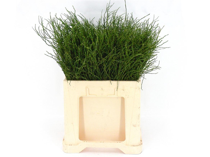 <h4>Heidelbeer Per Tak</h4>