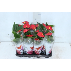 ANTHURIUM P06 VERMELHO
