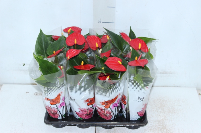 ANTHURIUM P06 VERMELHO