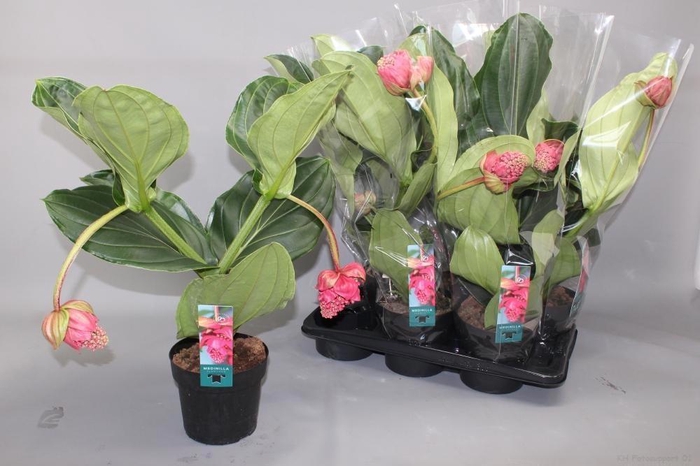 <h4>MEDIN MAG FLAMENCO</h4>