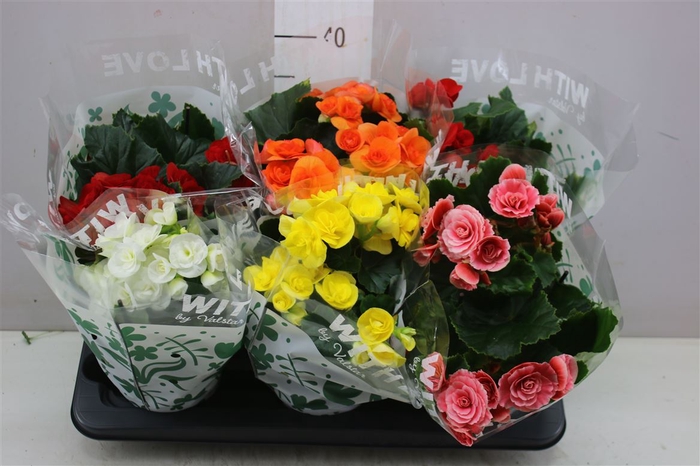 <h4>Begonia Du Gemengd</h4>