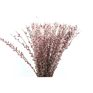Salix Ch Red Passion