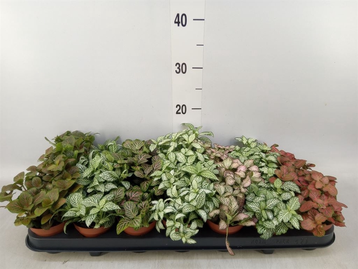<h4>Fittonia   ...mix 7</h4>