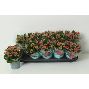 KAL GE PERFECTA PURP