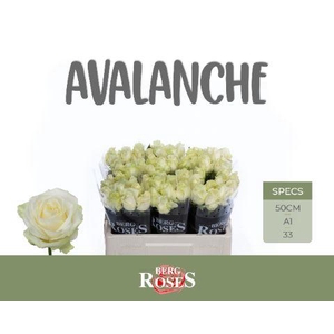 R GR AVALANCHE+