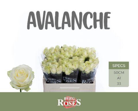 <h4>ROSA AVALANCHE+</h4>