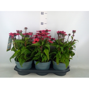 Echinacea  'Sunseekers Carmine'