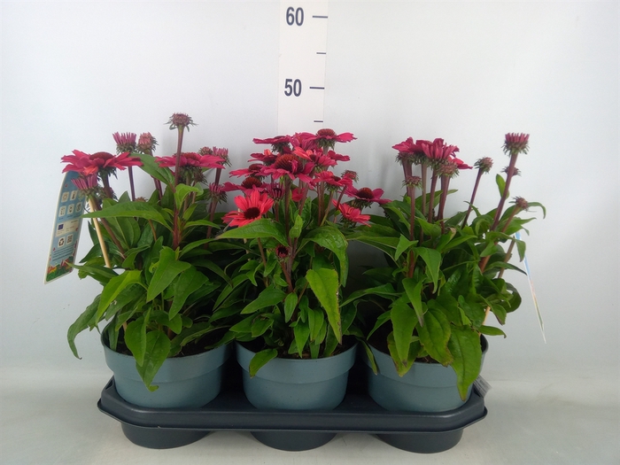 <h4>Echinacea  'Sunseekers Carmine'</h4>