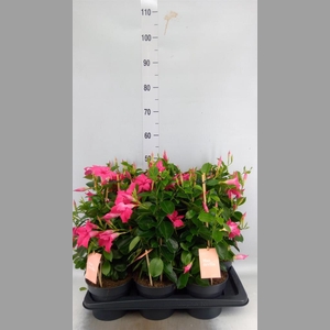 Mandevilla am. 'Sundav Pink'