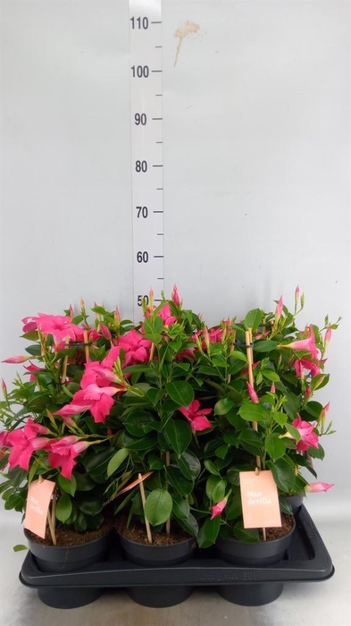 <h4>Mandevilla am. 'Sundav Pink'</h4>