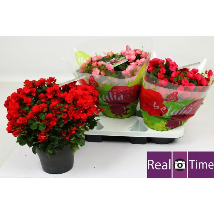 <h4>BEG EN BETULIA GEM</h4>