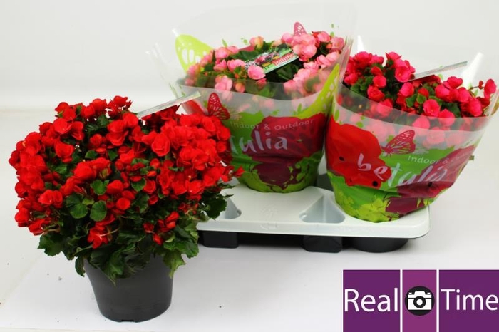 BEG EN BETULIA GEM