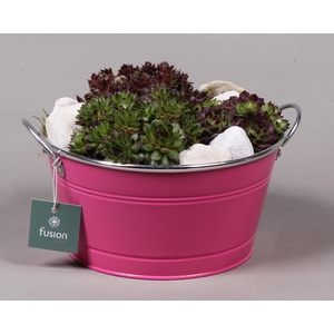 Zinken ronde schaal met Sempervivum