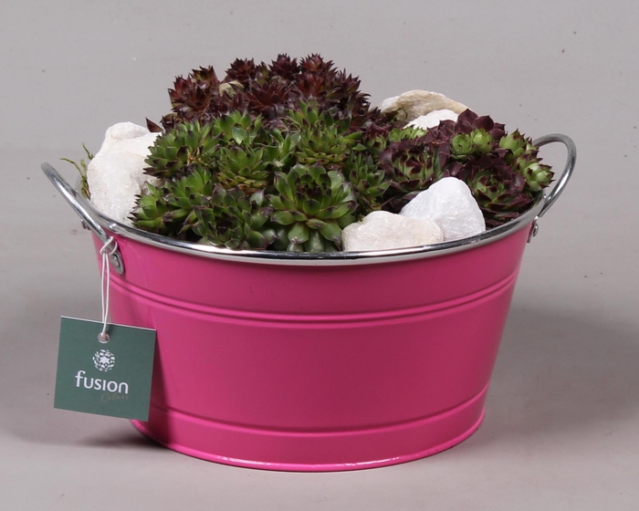 <h4>Zinken ronde schaal met Sempervivum</h4>