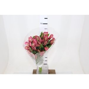 ALSTROEMERIA OVATION 080 CM