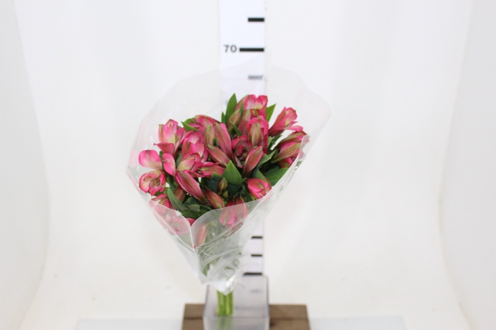 ALSTROEMERIA OVATION 080 CM