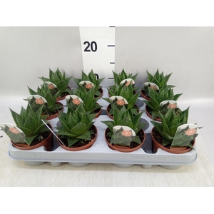Aloe aristata 'Cosmo'