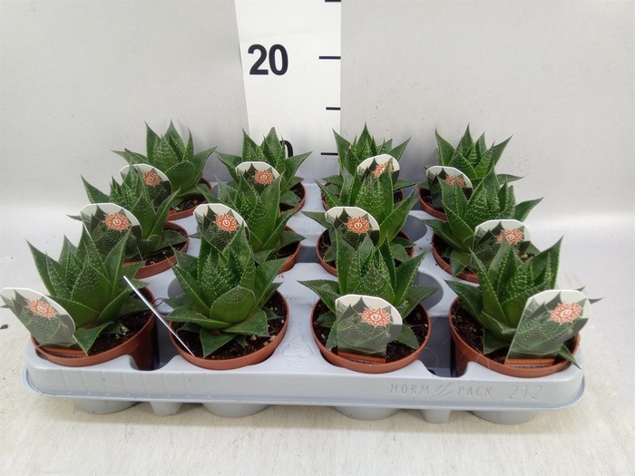 <h4>Aloe aristata 'Cosmo'</h4>