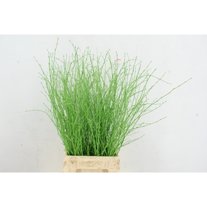 Betula Bs Paint Apple Green