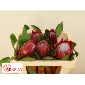 PROTEA CY MADIBA