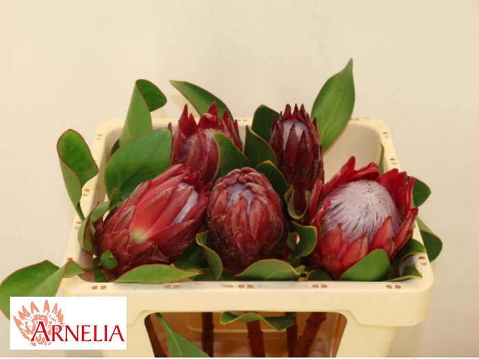 <h4>PROTEA CY MADIBA</h4>