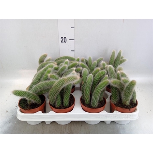 Cactus   ...