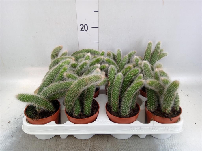 <h4>Cactus   ...</h4>