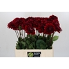 Dahlia Red Runner