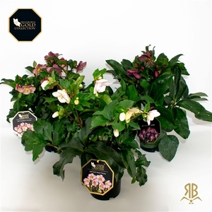 Helleborus HGC Ice N Rosés P15 IN DE MIX