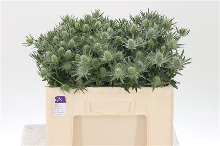 <h4>Eryngium Sirius Qstar</h4>