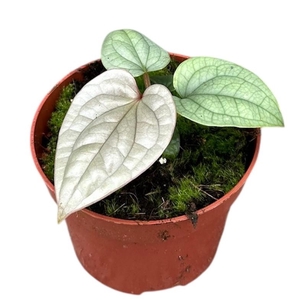 Anthurium Overig Luxurians