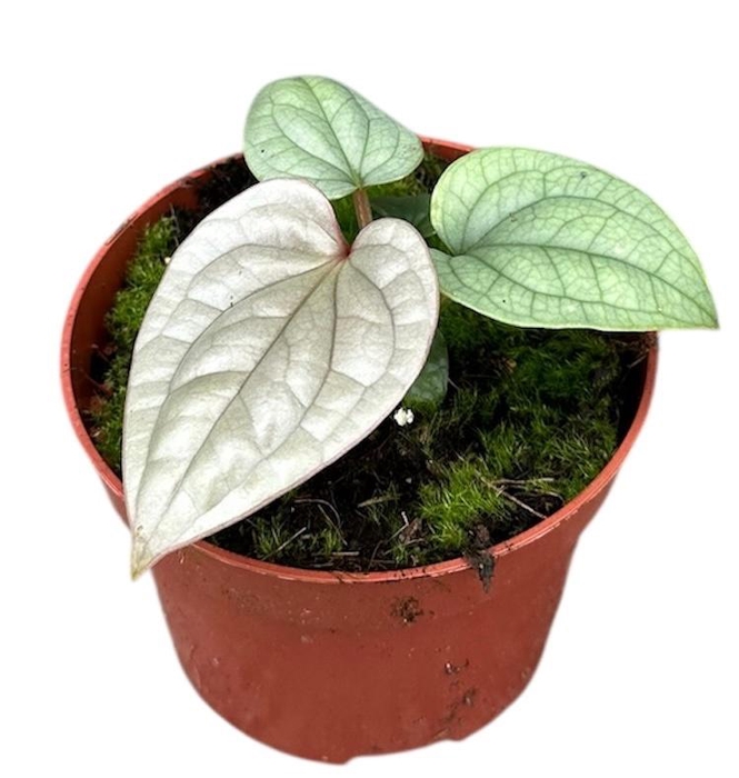 Anthurium Overig Luxurians