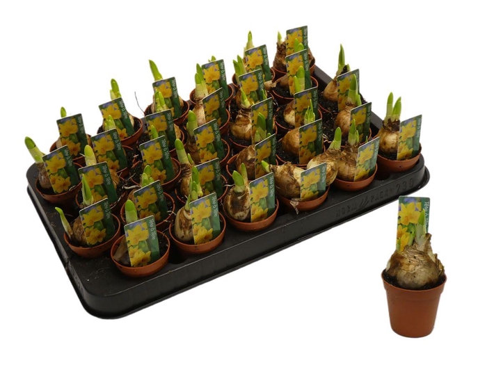 <h4>Narcis Tete A Tete Mini</h4>