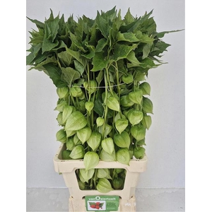 PHYSALIS LAMPION TAK