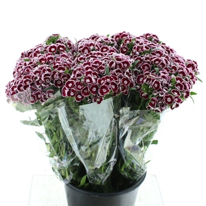 Di Barb Bicolor White / Bordeaux Extra